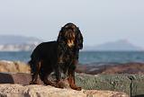 KING CHARLES SPANIEL 050